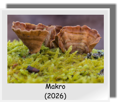 Makro  (2026)
